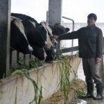 “Vua” bò sữa Cao Nguyên