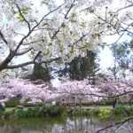 Lễ hội Hoa Anh Đào tại Việt Nam