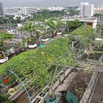 Vườn rau trên nóc tòa nhà
