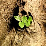 Tìm kiếm những điều tốt đẹp