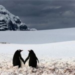 Ngộ nghĩnh chuyện tình chim cánh cụt