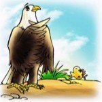 Câu chuyện về chú gà đại bàng