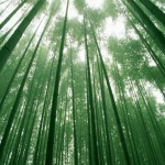 Tre và Dương xỉ