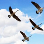 Bài học từ loài Ngỗng