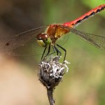 Quà tặng cuộc sống: Chuồn chuồn ớt