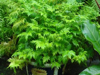 Cây Quyền Bá