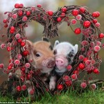 Hạnh Phúc Ở Quanh Ta