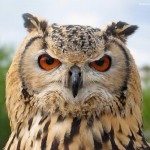 Chim Cú Mèo Và Sự Cố Chấp