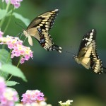 Nếu Bạn Yêu Hết Mình