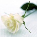 Búp bê và hoa hồng trắng