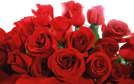 Hoa hồng trong ngày lễ valentine