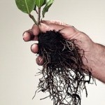 “Nhổ Rễ” Thói Quen Xấu