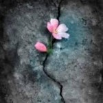 Bông Hoa Ở Bên Kia Vách Núi