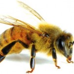 Sống tích cực và bài học từ chim ó, con dơi và ong nghệ