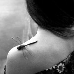 Có Cánh Chuồn Nào Trên Vai Em Không?