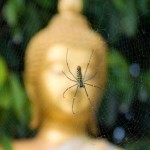 Con Nhện Ở Miếu Quan Âm