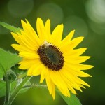 Hãy Sống Như Một Bông Hoa