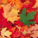 Chiếc Lá Hoàn Hảo