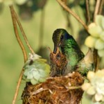 Tình Yêu Và Sự Hy Sinh