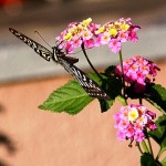 Cuộc Sống Tươi Đẹp