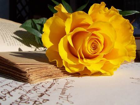 Truyện tình yêu - Sự thích hoa hồng vàng