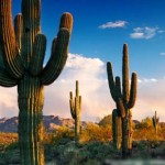 Mỗi Chúng Ta Là Một Bản Chính