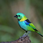 Con Chim Và Cây Si