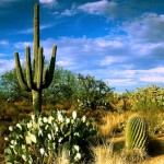 Sa Mạc Và Xương Rồng