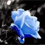 Truyền Thuyết Hoa Hồng Xanh