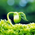 Không Bao Giờ Gục Ngã