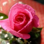 Niềm Vui Từ Cử Chỉ Nhỏ