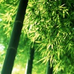 Cong, nhưng đừng gãy