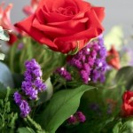 Đoá Hoa Khát Vọng