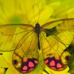 Cổ Tích Loài Bướm