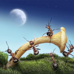 Học Cách Lãnh Đạo Từ Loài Kiến