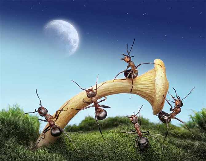 Quà tặng cuộc sống - Học cách lãnh đạo từ loài kiến