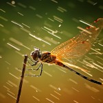 Cầu Cứu Chính Mình