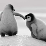 Thiên Thần “Chim Cánh Cụt”