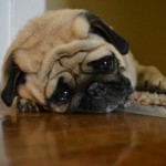 Tại Sao Bạn Không Thấy Hạnh Phúc?