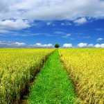 Bài Học Về Cỏ Dại Và Cánh Đồng