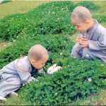 66 Câu Thiền Ngữ Làm Rung Động Cả Thế Giới (P.3)