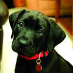 Lòng Tự Trọng Của Loài Chó