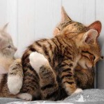 Trên Đời Có Một Người…