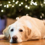 Bài Học Từ Cái Chết Của Chú Chó Miệng Đầy Máu